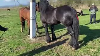 Post 4 by Animal love story on YouTube (video)