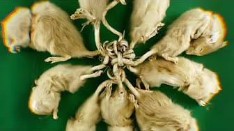 Post 8 by Wild Buzz on YouTube (video)
