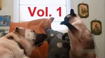 Post 1 by Kaminsky Batista on YouTube (video)