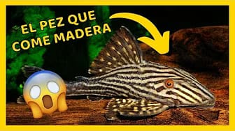 Post 4 by Increible on YouTube (video)