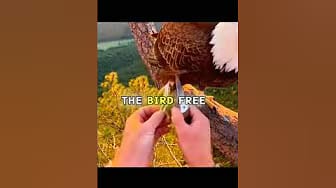 Post 3 by Rex words on YouTube (video)