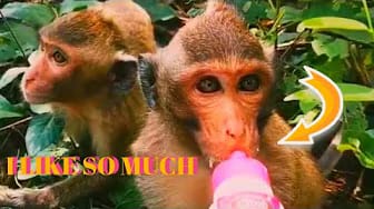 Post 2 by Style Animals on YouTube (video)
