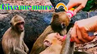 Post 7 by Style Animals on YouTube (video)