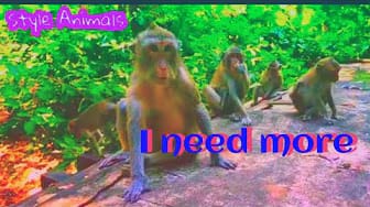 Post 5 by Style Animals on YouTube (video)