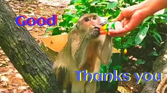 Post 1 by Style Animals on YouTube (video)