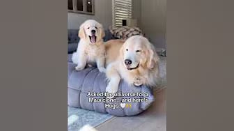 Post 1 by Mauithegoldenpup on YouTube (video)