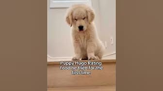 Post 6 by Mauithegoldenpup on YouTube (video)