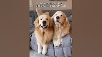 Post 5 by Mauithegoldenpup on YouTube (video)