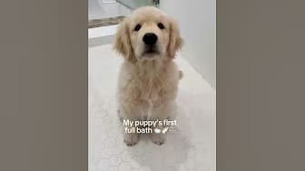 Post 4 by Mauithegoldenpup on YouTube (video)
