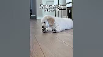 Post 2 by Mauithegoldenpup on YouTube (video)