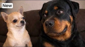 Post 5 by Pawpular on YouTube (video)
