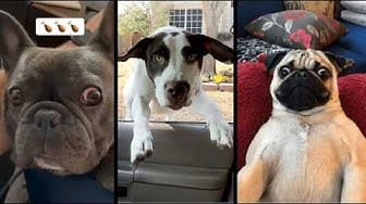Post 4 by Pawpular on YouTube (video)