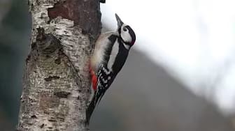 Post 7 by Dennis Smit on YouTube (video)