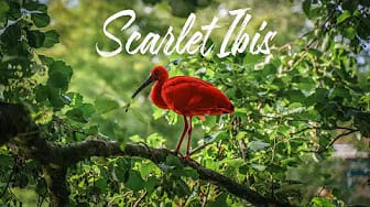 Post 5 by Sunshine Seekers on YouTube (video)