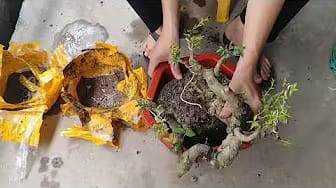 Post 8 by Farm - Garden on YouTube (video)
