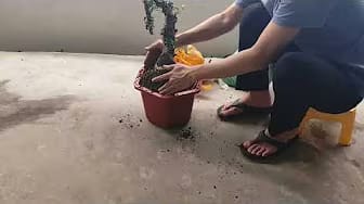 Post 4 by Farm - Garden on YouTube (video)