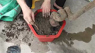 Post 6 by Farm - Garden on YouTube (video)