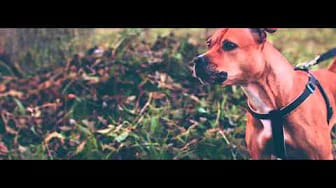 Post 5 by FAKKATV on YouTube (video)