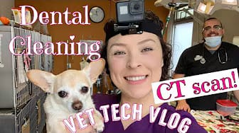 Post 6 by Julie Gomez on YouTube (video)