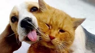 Post 6 by Mijn Grappige Katten — My Funny Cats on YouTube (video)