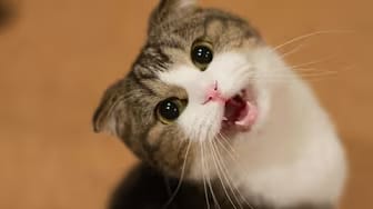 Post 10 by Mijn Grappige Katten — My Funny Cats on YouTube (video)
