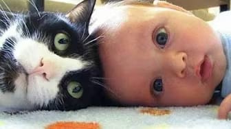 Post 8 by Mijn Grappige Katten — My Funny Cats on YouTube (video)