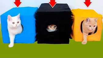 Post 1 by Mijn Grappige Katten — My Funny Cats on YouTube (video)