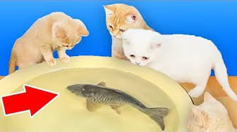 Post 4 by Mijn Grappige Katten — My Funny Cats on YouTube (video)