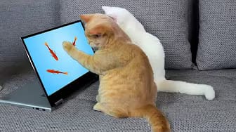 Post 3 by Mijn Grappige Katten — My Funny Cats on YouTube (video)
