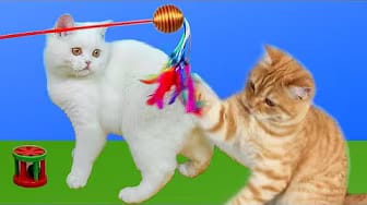 Post 7 by Mijn Grappige Katten — My Funny Cats on YouTube (video)