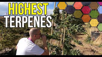Post 3 by Green House Feeding on YouTube (video)