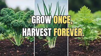 Post 4 by Vintage Gardening on YouTube (video)