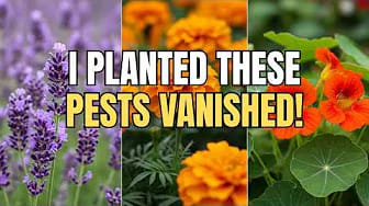 Post 10 by Vintage Gardening on YouTube (video)