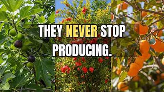 Post 8 by Vintage Gardening on YouTube (video)