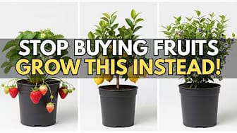 Post 1 by Vintage Gardening on YouTube (video)