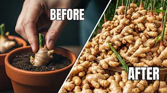 Post 6 by Vintage Gardening on YouTube (video)