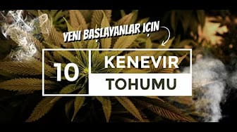 Post 2 by Otcul Hatun- Weed Lady on YouTube (video)