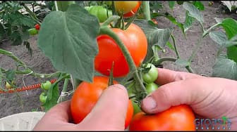 Post 1 by Groasis Vegetables on YouTube (video)