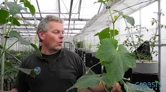 Post 9 by Groasis Vegetables on YouTube (video)