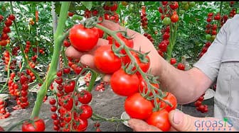 Post 3 by Groasis Vegetables on YouTube (video)
