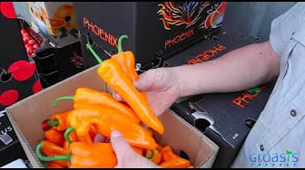 Post 7 by Groasis Vegetables on YouTube (video)
