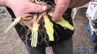 Post 2 by Groasis Vegetables on YouTube (video)