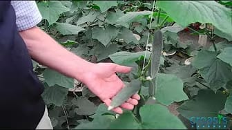 Post 4 by Groasis Vegetables on YouTube (video)
