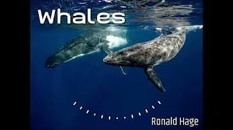 Post 5 by Ronald Hage on YouTube (video)