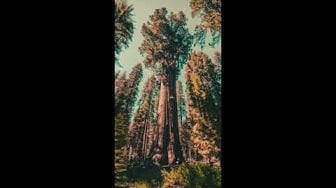 Post 6 by Flappy on YouTube (video)