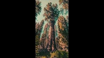 Post 2 by Flappy on YouTube (video)