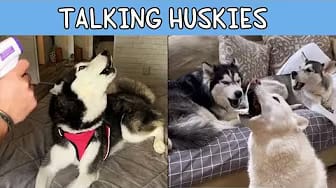 Post 1 by Woof Woof Meow on YouTube (video)