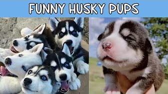Post 6 by Woof Woof Meow on YouTube (video)