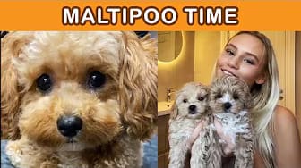 Post 2 by Woof Woof Meow on YouTube (video)