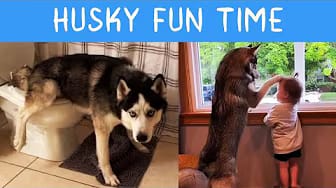 Post 5 by Woof Woof Meow on YouTube (video)
